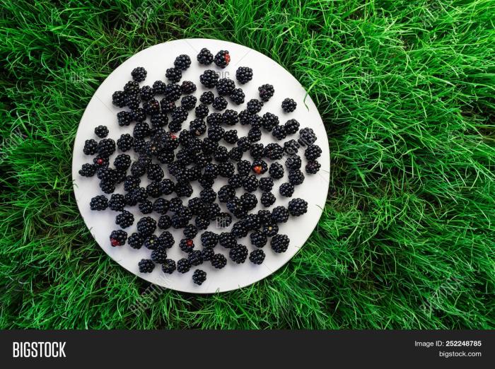 Blackberry pearl takes a walk on the white side