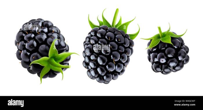 Blackberry pearl takes a walk on the white side