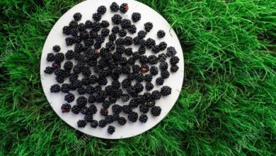 Blackberry pearl takes a walk on the white side