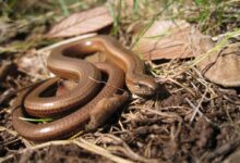 Latest worms perform new troubling tricks