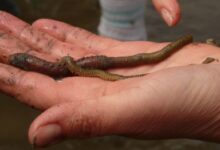 More threatening storm worm on the loose