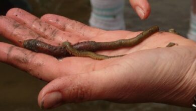 More threatening storm worm on the loose