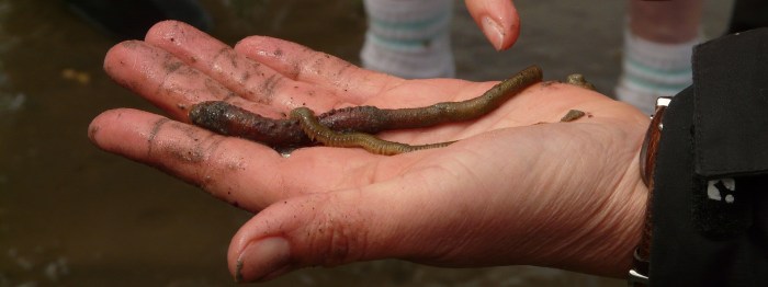 More threatening storm worm on the loose