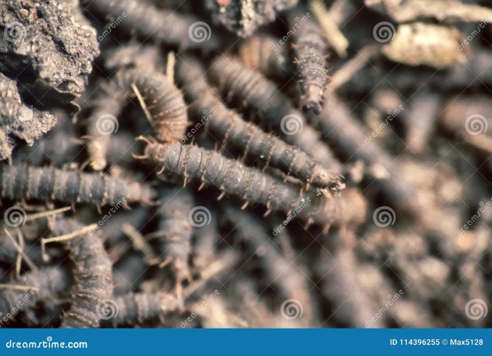 More threatening storm worm on the loose