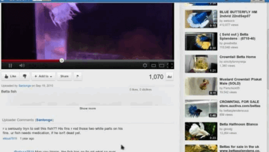 Microsoft silverlight flash killer or wannabe